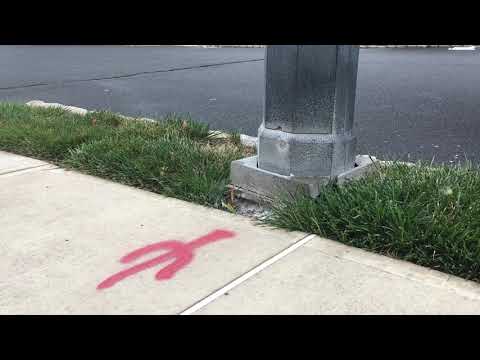 Yellow Jackets Nesting Under Street Lamp in Bridgewater, NJ