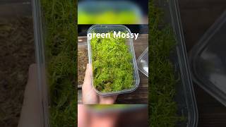 How To Grow Sphagnum Moss - Beginner Method