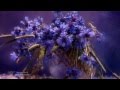 BERNWARD KOCH - Immortal Thoughts