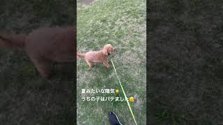 ガーデン　#fujiikaze #犬のいる暮らし #お散歩 #トイプードル #藤井風