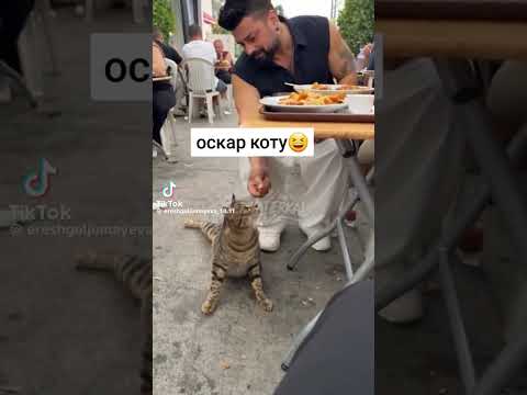 Кіт актор🤣🤣🤣