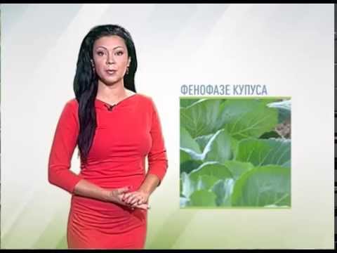 Zelena prognoza, 28.8.2015. - Prisustvo štetočina u usevima kupusa