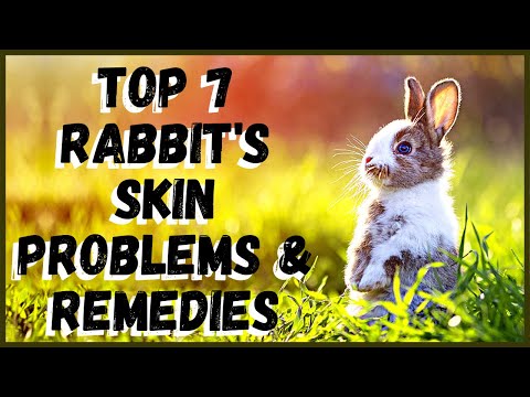 , title : 'Top 7 Rabbit's Skin Problems and Remedies'