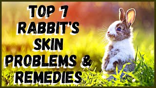 Top 7 Rabbit