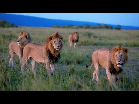 The 5 Enkoyanai Boys | Dominant Lion Force in Masai Masai