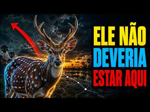 A invasão do cervo no Brasil e o erro do javali