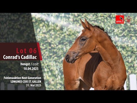KN 6 Conrad`s Cadillac – Hengst (stallion) v. Conrad de Hus – Grandorado TN – Polydor