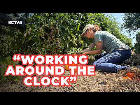 Kansas City urban farm races to harvest crops amid extreme temperatures