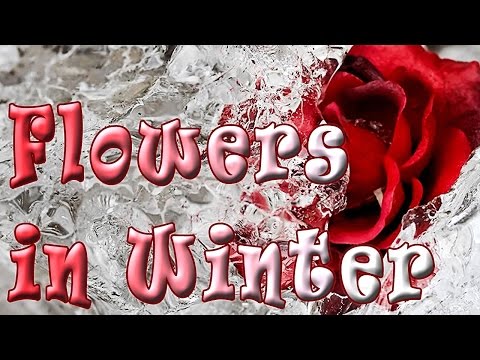 Flowers in Winter. Зимние цветы.