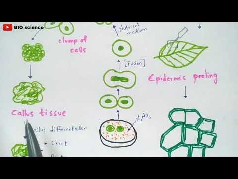 Plant tissue culture technique Step by step process Procedure Bio science