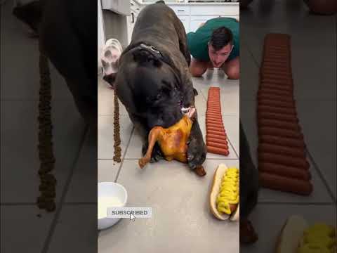 Cane Corso snatched the chicken right away, false start! 😂