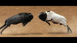 Epic Wild Animals Fight Big Horn Sheep - Embestida
