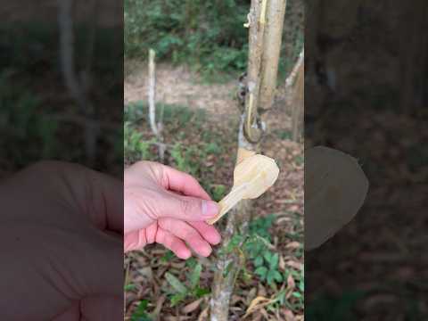 Survival skill: make a spoon from tree bark #survival #camping #outdoors #bushcraft #ideas