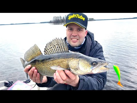 Kaikki Mitä Olet Halunnut Tietää Kuhan Jigikalastuksesta - Miten Kuhaa Kalastetaan - Kuhan kalastus