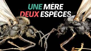 Cette fourmi brise une règle fondamentale du vivant