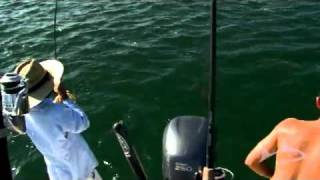 Offshore breeding redfish on fly