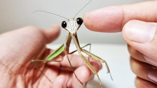 The Process Of Making Friends With The Giant Mantis Video