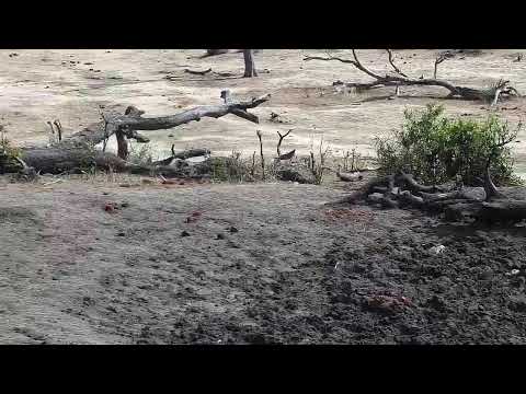 Djuma Private Game Reserve Live Stream