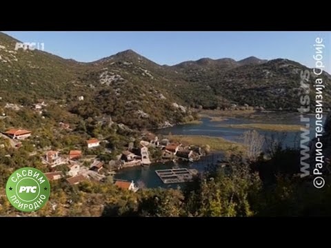 Sasvim prirodno: Skadarsko jezero, prvi deo (Jovan Memedović)
