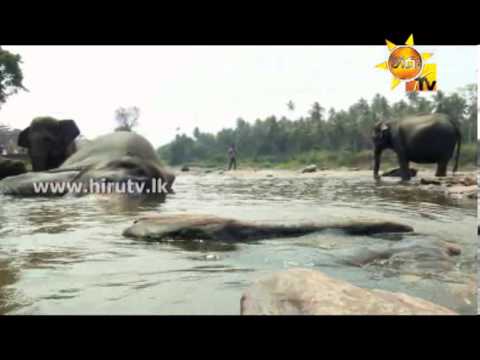 Hiru TV