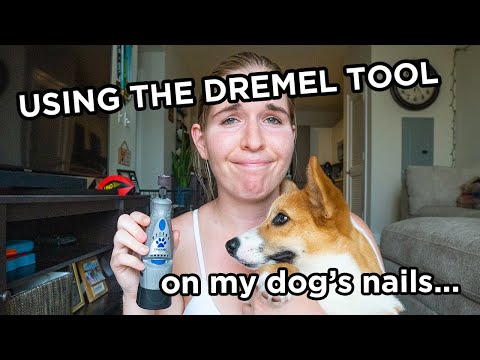 HOW TO DREMEL your DOG'S Nails!