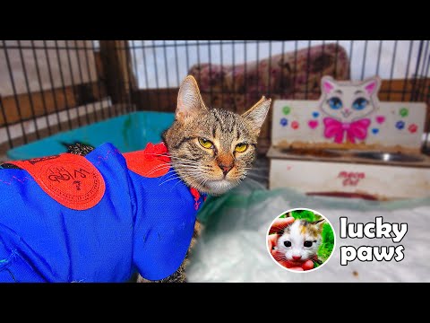 The Stray Cat Wore a New Outfit After Being Spayed | Lucky Paws