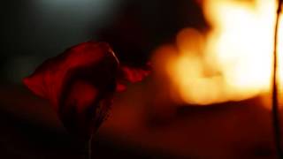 Friendly Fire  -  TYLER JAMES