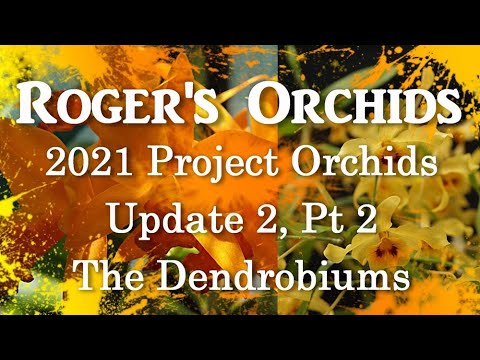 2021 Project Orchids - Update 2, Pt 2, The Dendrobiums