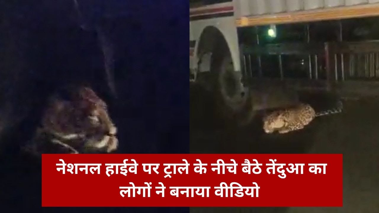 Viral video: ट्राली के नीचे बैठे तेंदुआ की लोगों नें बनाई वीडियो, सोशल मीडिया में वायरल
