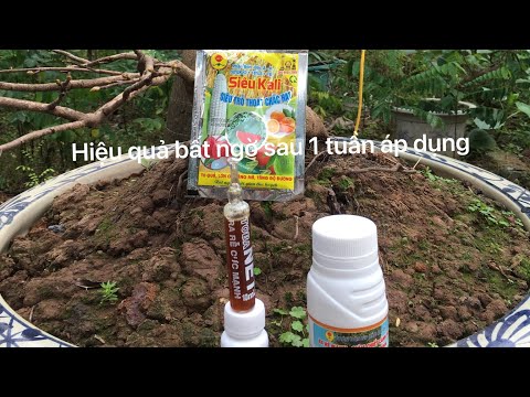 S38:Khắc phục triệt để cho cây mai kẹt nụ.nụ bé do thời tiết rét ở miền bắc.hiệu quả sau 1 tuần!