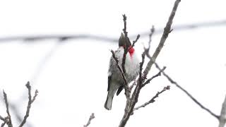 Download lagu Male Rose-breasted Grosbeak singing mp3