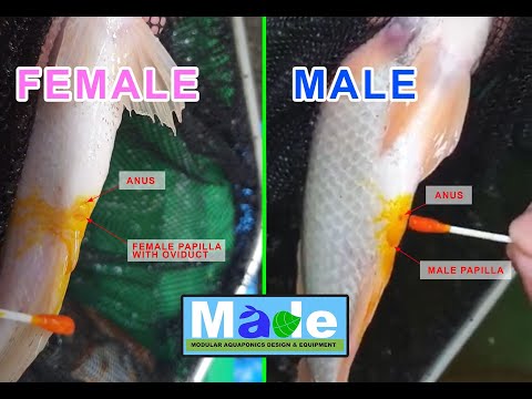 Cách phân biệt cá rô phi đực và cái 