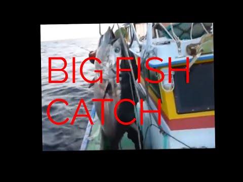 Amazing Fastest Giant Bluefin Tuna and Black Marlin Fishing Skill - Amazing big catching on the sea