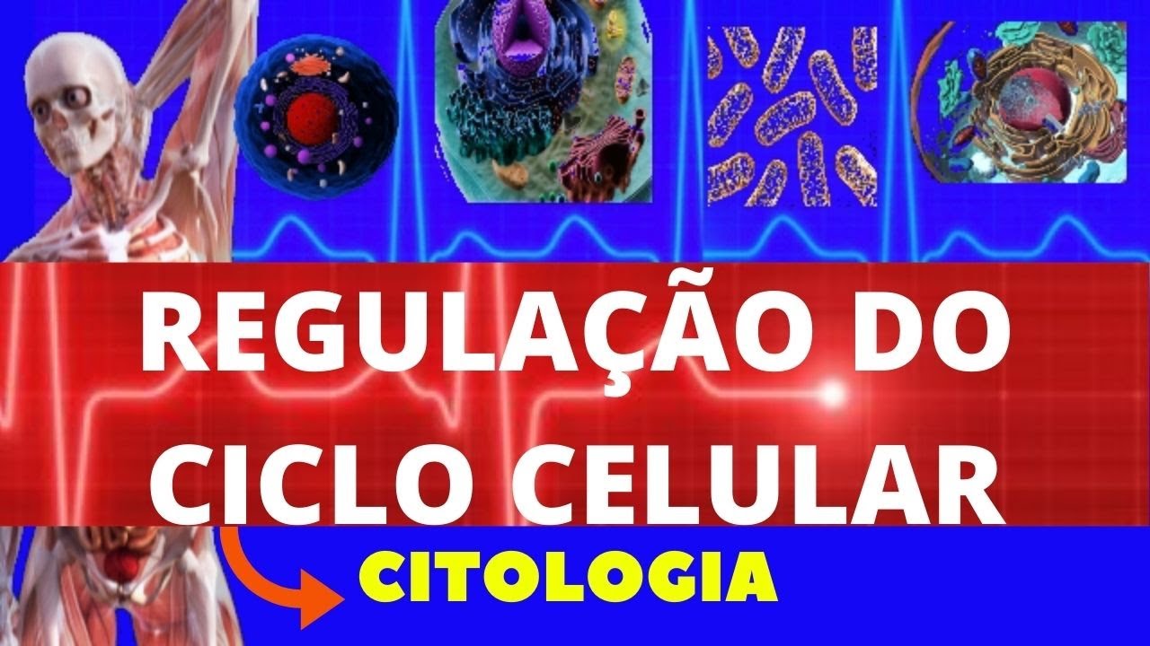 CONTROLE DO CICLO CELULAR (REGULAÇÃO DO CICLO CELULAR) - CICLO CELULAR E MITOSE - ENSINO SUPERIOR
