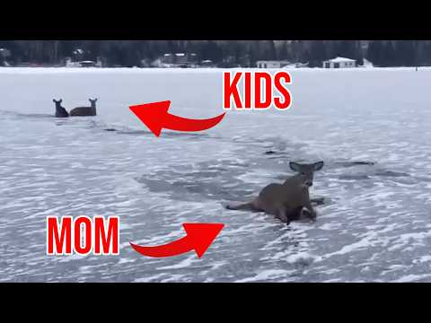 Ice Skater Saves Entire Family of Deer