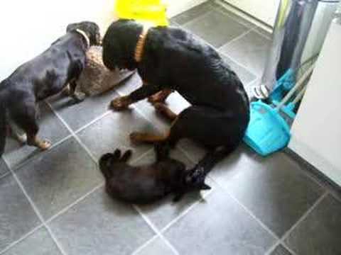 Kitten savages Rottweiler