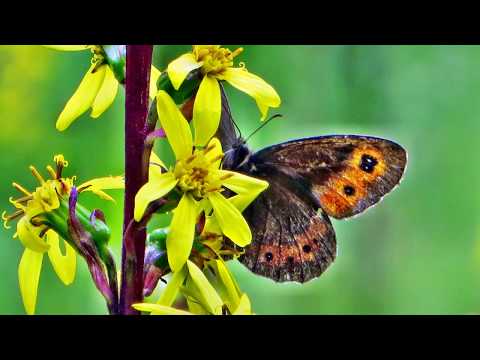 Rezervația naturală DUMBRAVA HARGHITEI (Harghita, Transilvania, România)
