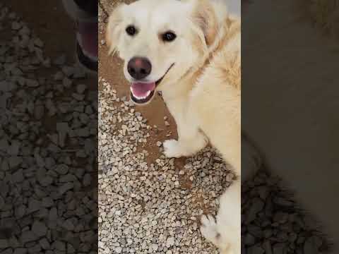 Vídeo de Amora 