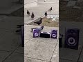 Dj Pigeon Funny Video