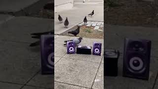 Dj pigeon vidéo drôle