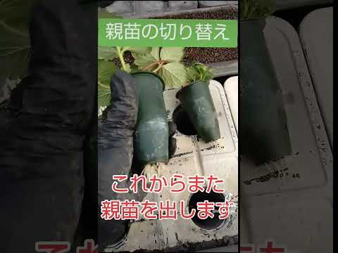 園芸温室の設置は簡単ですか？タスクを明確にするために知っておくべきすべての良いこと  庭園