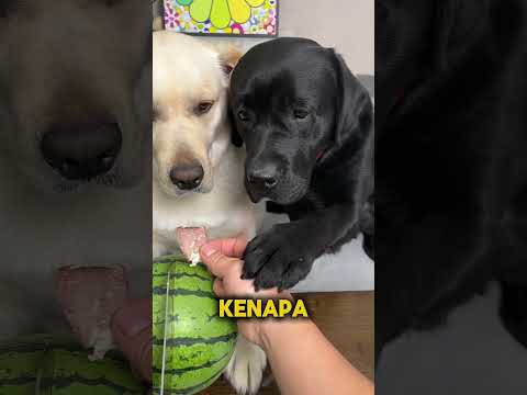 Anjing Ini Baru Sadar Kenapa Tak Disayangi!🥹