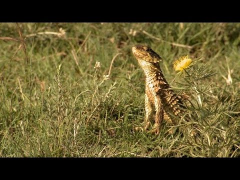 Smaug obrovský (sungazer) (Smaug giganteus) — chov, terárium a starostlivosť