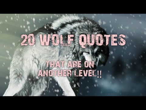 20 Wolf Quotes that are on another level!!