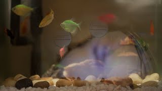 Download lagu 가짜 게가 진짜 게의 등 위에 놓여 있어요. 우리 함께 가짜 게를 찾아볼까요? 👀 mp3 Download lagu 가짜 게가 진짜 게의 등 위에 놓여 있어요. 우리 함께 가짜 게를 찾아볼까요? 👀 mp3