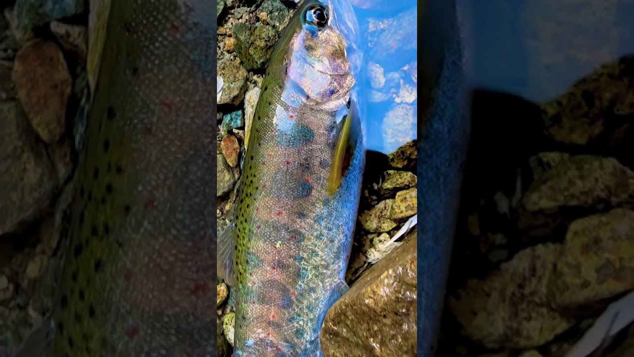 美！！#釣り #渓流釣り #釣りガール