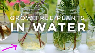 Grow FREE PLANTS in Water