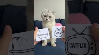 🥲🥲🥲 #cat #cats