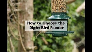 How to Choose the Right Bird Feeder