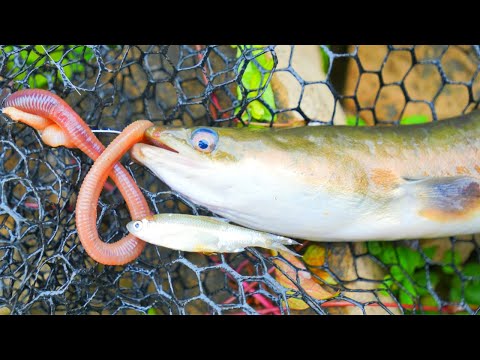 Schlechtes Wetter, starke Aale – und ein Fang, den keiner erwartet hat!